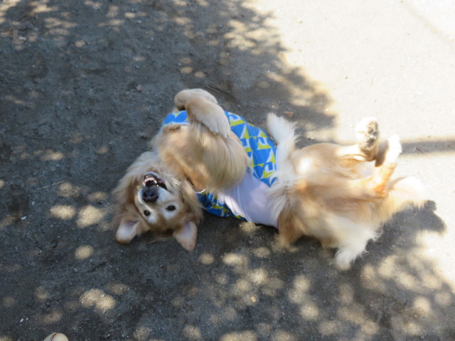 ファイル 4546-1.jpg