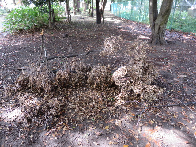 ファイル 4553-5.jpg