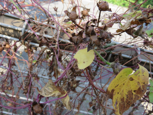 ファイル 4573-1.jpg