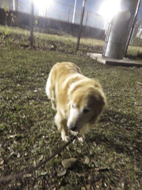 ファイル 4577-1.jpg