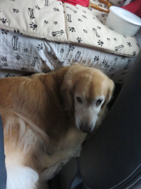 ファイル 4578-1.jpg