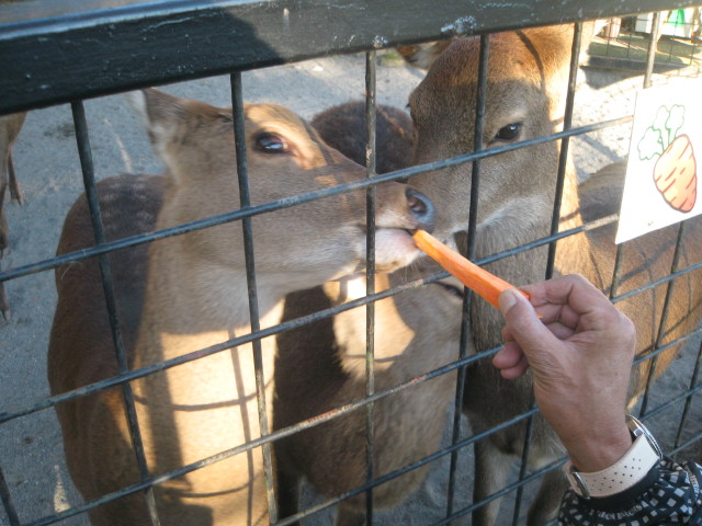 ファイル 458-1.jpg