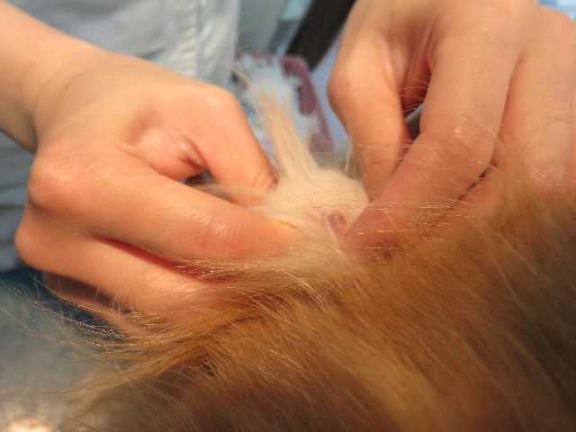 ファイル 4587-4.jpg