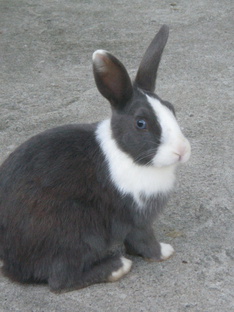 ファイル 459-3.jpg