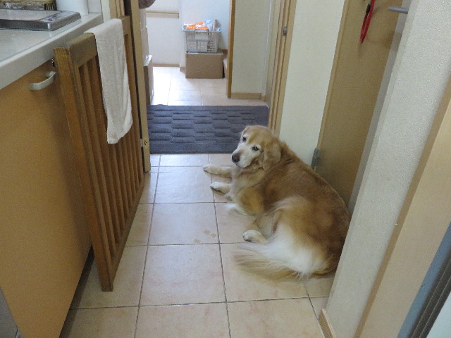 ファイル 4596-3.jpg