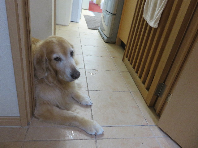 ファイル 4596-4.jpg