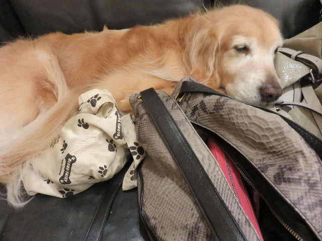 ファイル 4603-1.jpg