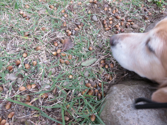 ファイル 4606-1.jpg