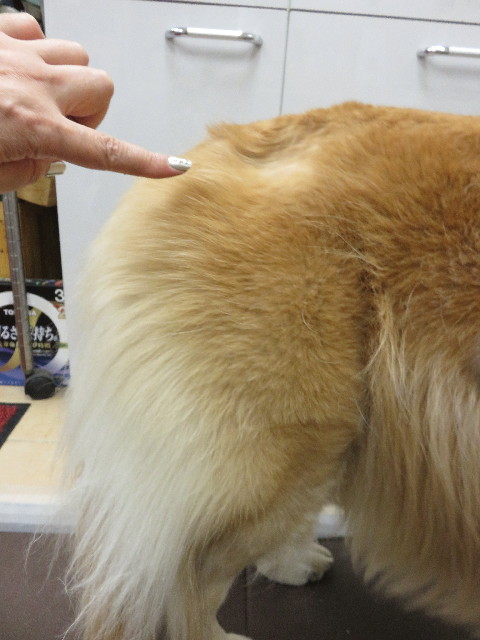 ファイル 4606-2.jpg