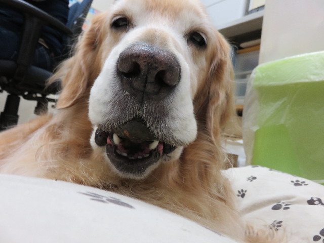 ファイル 4608-1.jpg