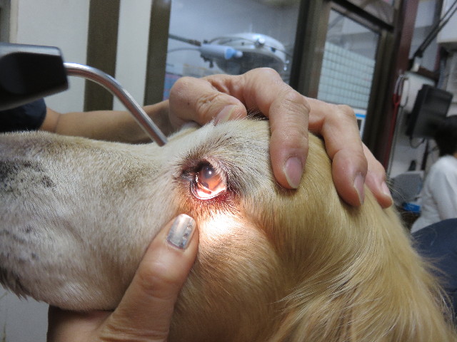 ファイル 4610-3.jpg