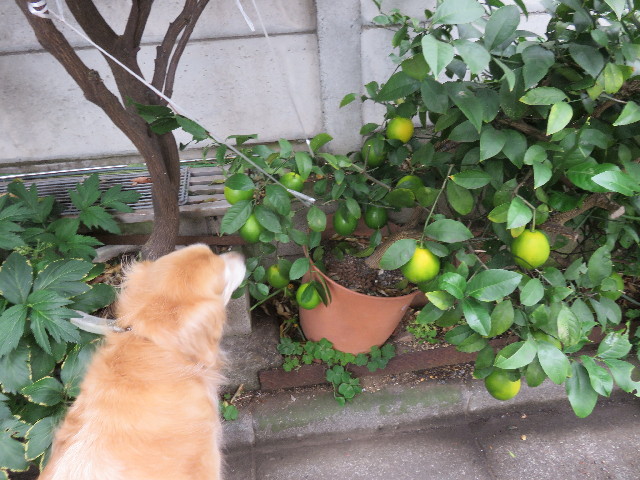 ファイル 4612-1.jpg