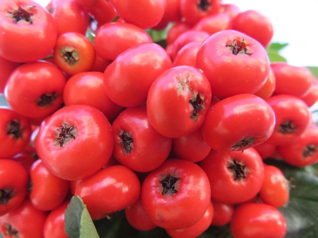 ファイル 4612-3.jpg