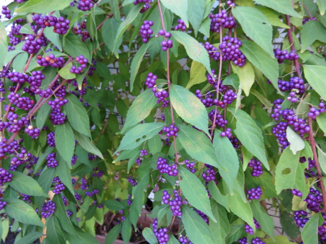 ファイル 4612-4.jpg