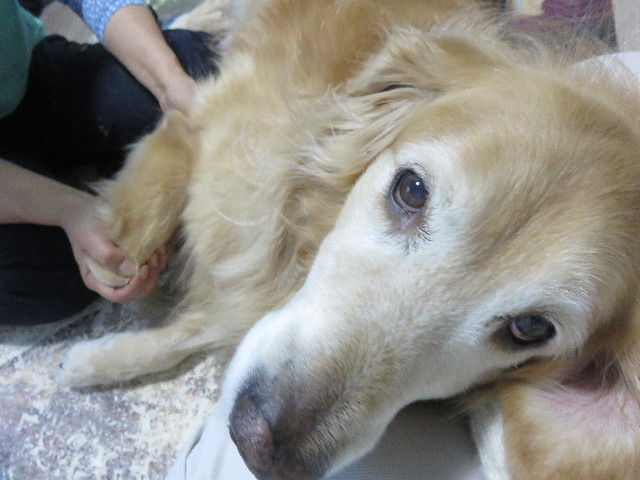 ファイル 4621-3.jpg