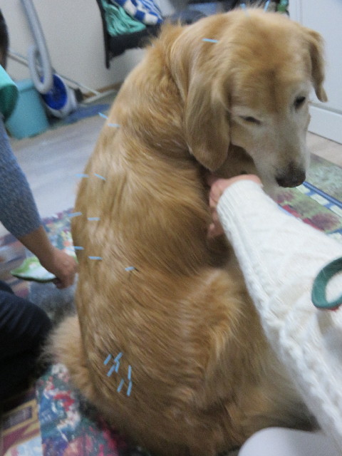 ファイル 4621-4.jpg