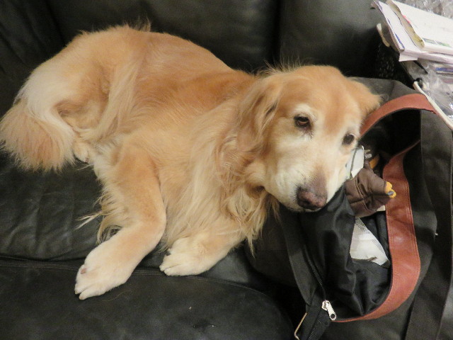 ファイル 4622-5.jpg