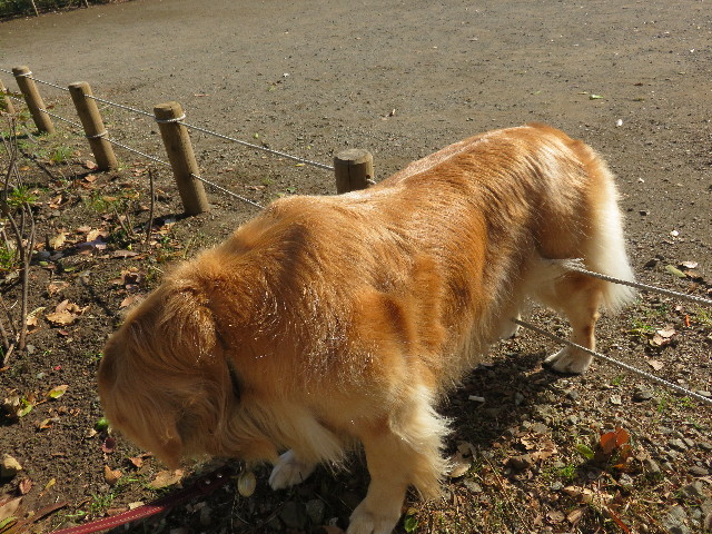 ファイル 4626-3.jpg