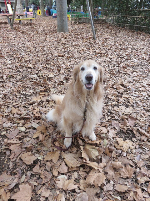 ファイル 4628-1.jpg