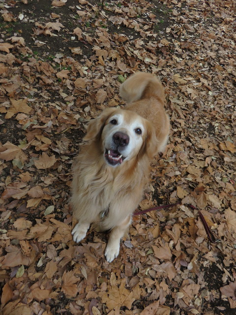 ファイル 4628-2.jpg