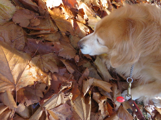 ファイル 4632-5.jpg