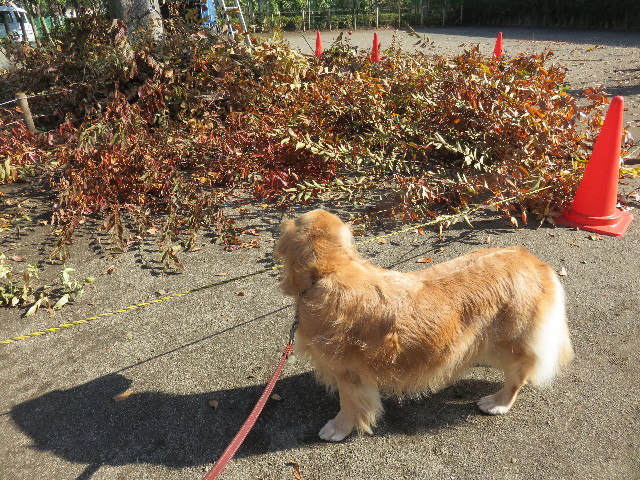 ファイル 4633-2.jpg