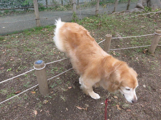 ファイル 4638-4.jpg