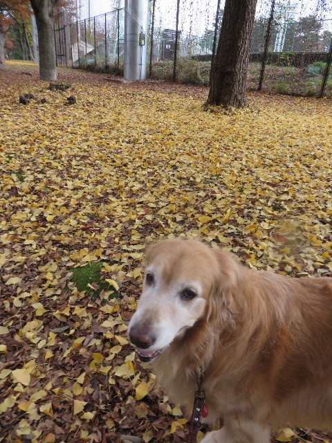 ファイル 4639-1.jpg