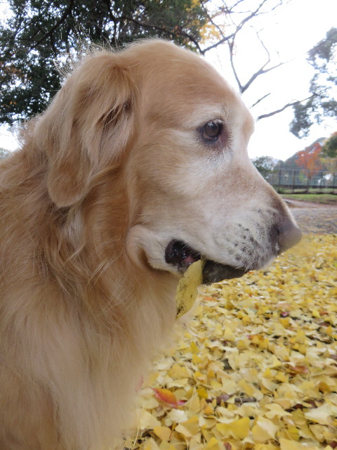 ファイル 4639-4.jpg