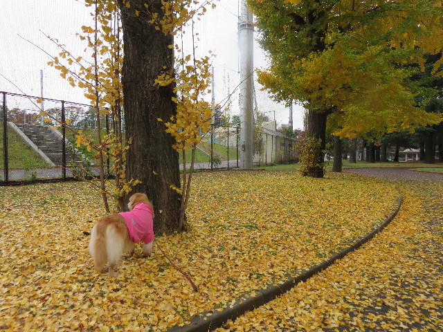 ファイル 4641-3.jpg