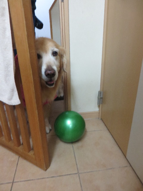 ファイル 4643-4.jpg