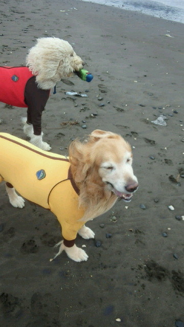 ファイル 4645-1.jpg