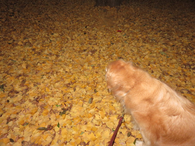 ファイル 4659-1.jpg