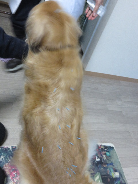 ファイル 4661-2.jpg