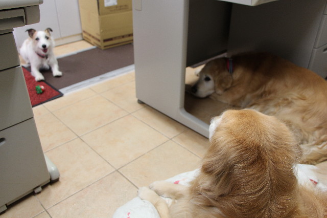 ファイル 4662-4.jpg