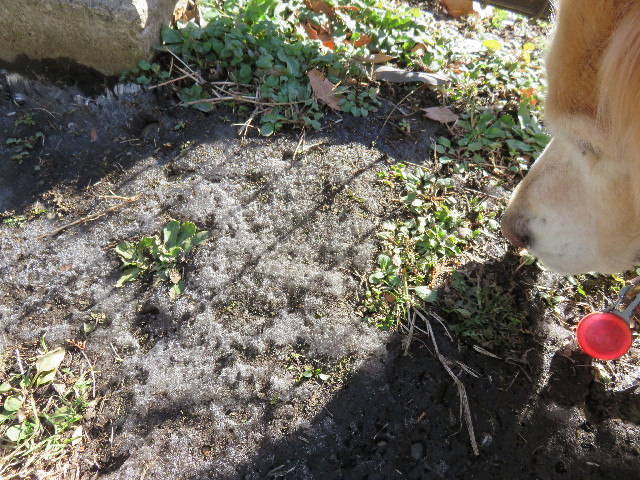 ファイル 4663-1.jpg