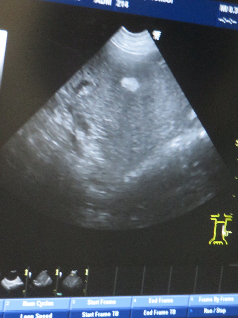 ファイル 4669-2.jpg