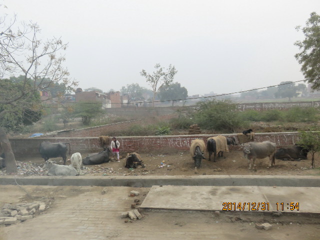 ファイル 4696-1.jpg