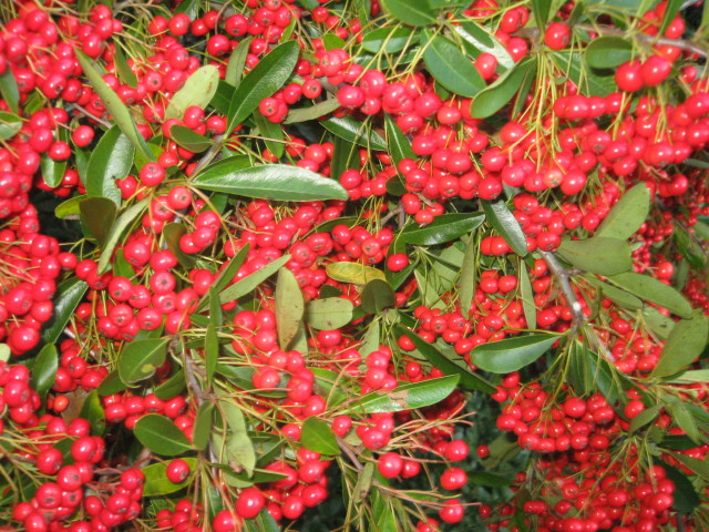 ファイル 470-1.jpg