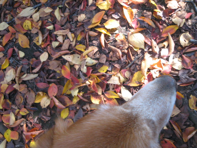 ファイル 470-2.jpg