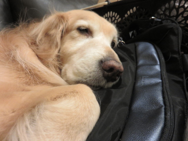 ファイル 4717-1.jpg