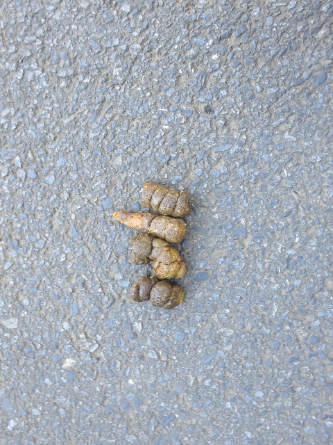 ファイル 4733-5.jpg