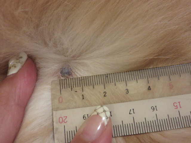 ファイル 4736-2.jpg