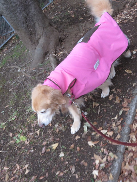 ファイル 4746-1.jpg