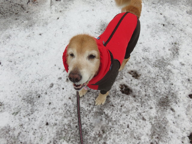 ファイル 4763-1.jpg