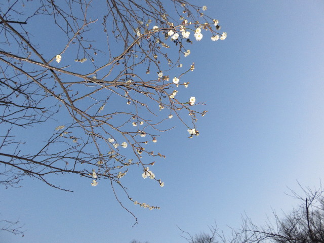 ファイル 4769-3.jpg