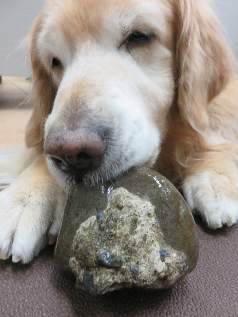 ファイル 4770-1.jpg