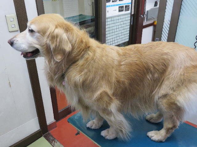 ファイル 4788-1.jpg