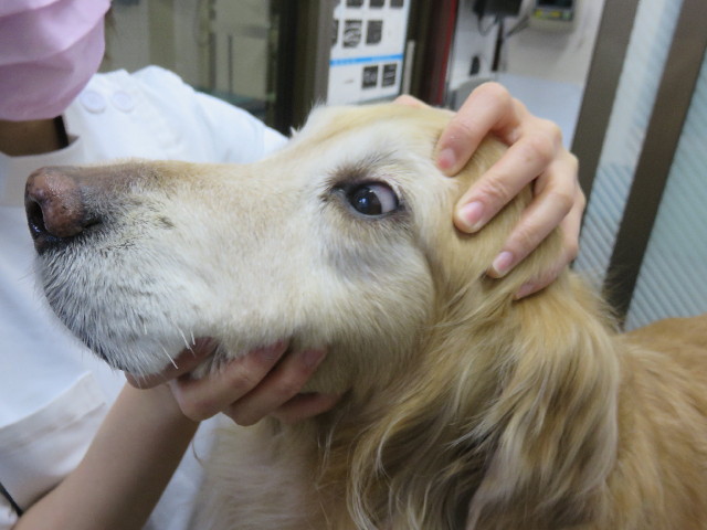 ファイル 4788-5.jpg