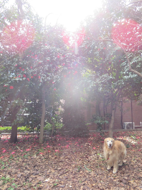 ファイル 4803-1.jpg